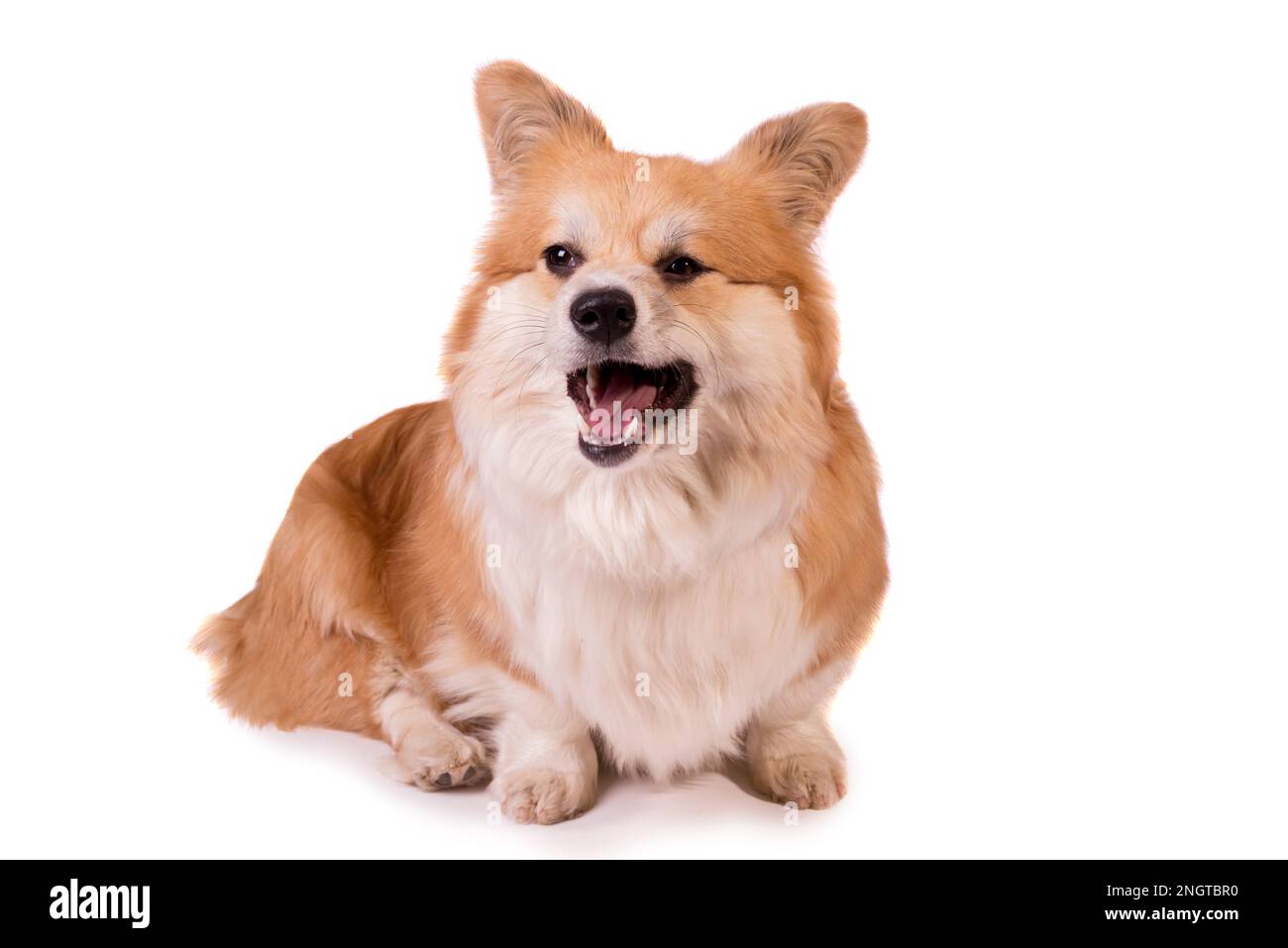 Porträt eines süßen roten walisischen Corgi pembroke auf Weiß. Der niedliche gehorsame Hund schließt sich. Stockfoto