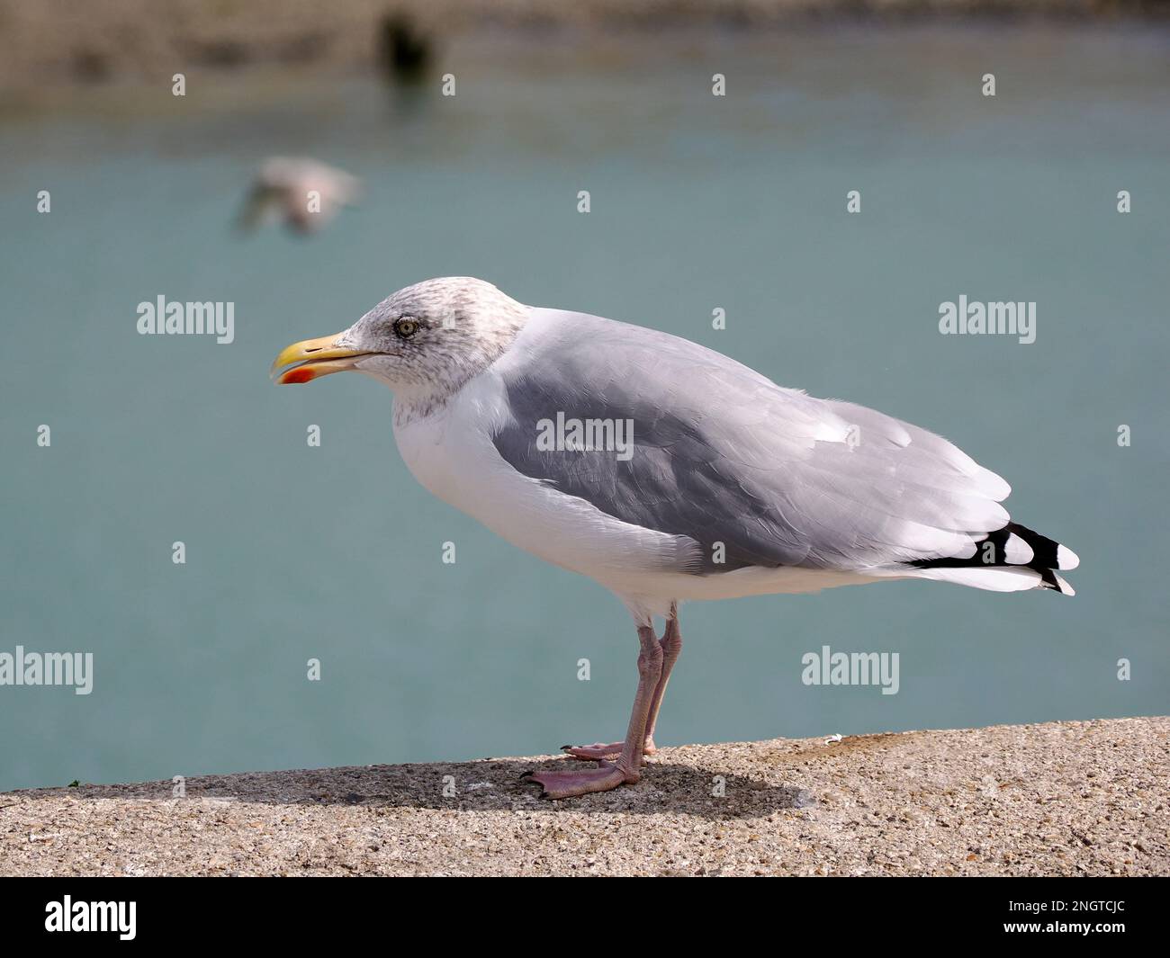 Heringsmaulmöwe (Larus argentatus) in der Normandie (Frankreich) an der Tiefwand, vom Profil aus gesehen Stockfoto