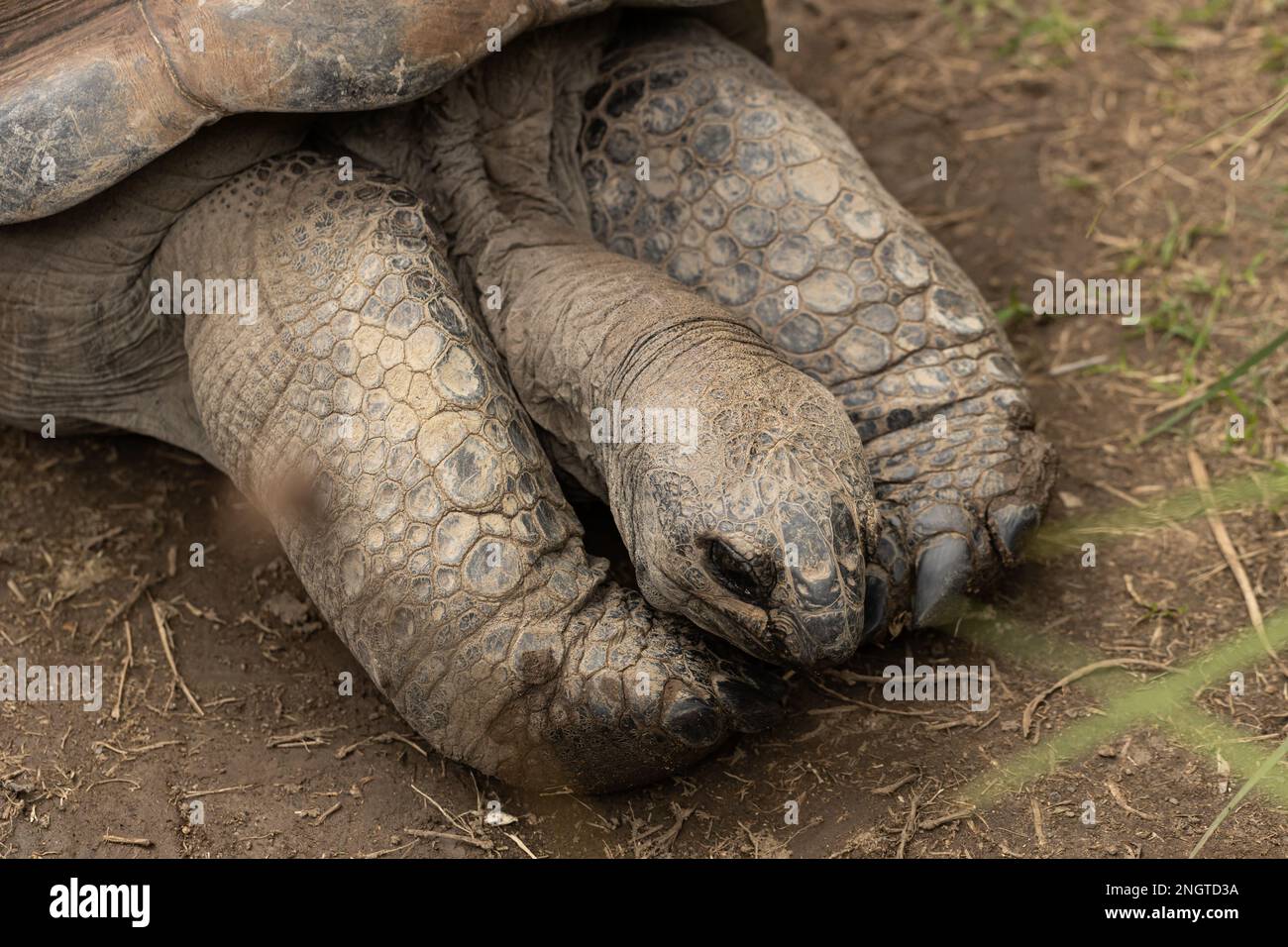 Eine gefährdete, bedrohte Riesenschildkröte aldabra (Aldabrachelys gigantea) ruht sich aus Stockfoto