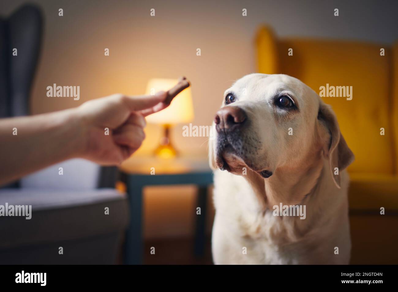 Ein Mann mit seinem gehorsamen Hund zu Hause. Die Hand des Haustierbesitzers gibt labrador Retriever Keks. Stockfoto