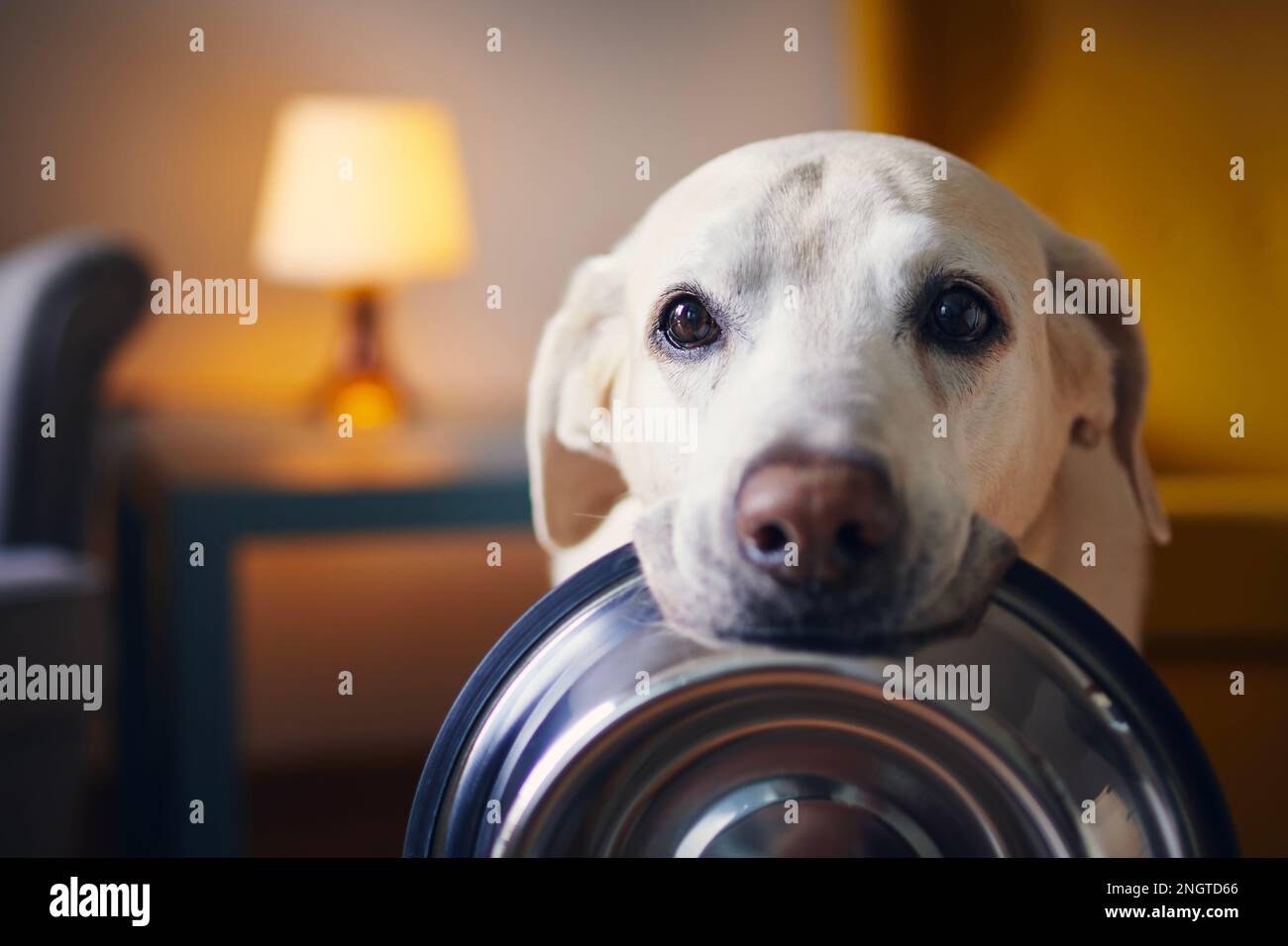 Hungriger Hund mit traurigen Augen wartet auf Fütterung. Der süße labrador Retriever hält Hundeschale im Mund in gemütlichen Heimen. Stockfoto