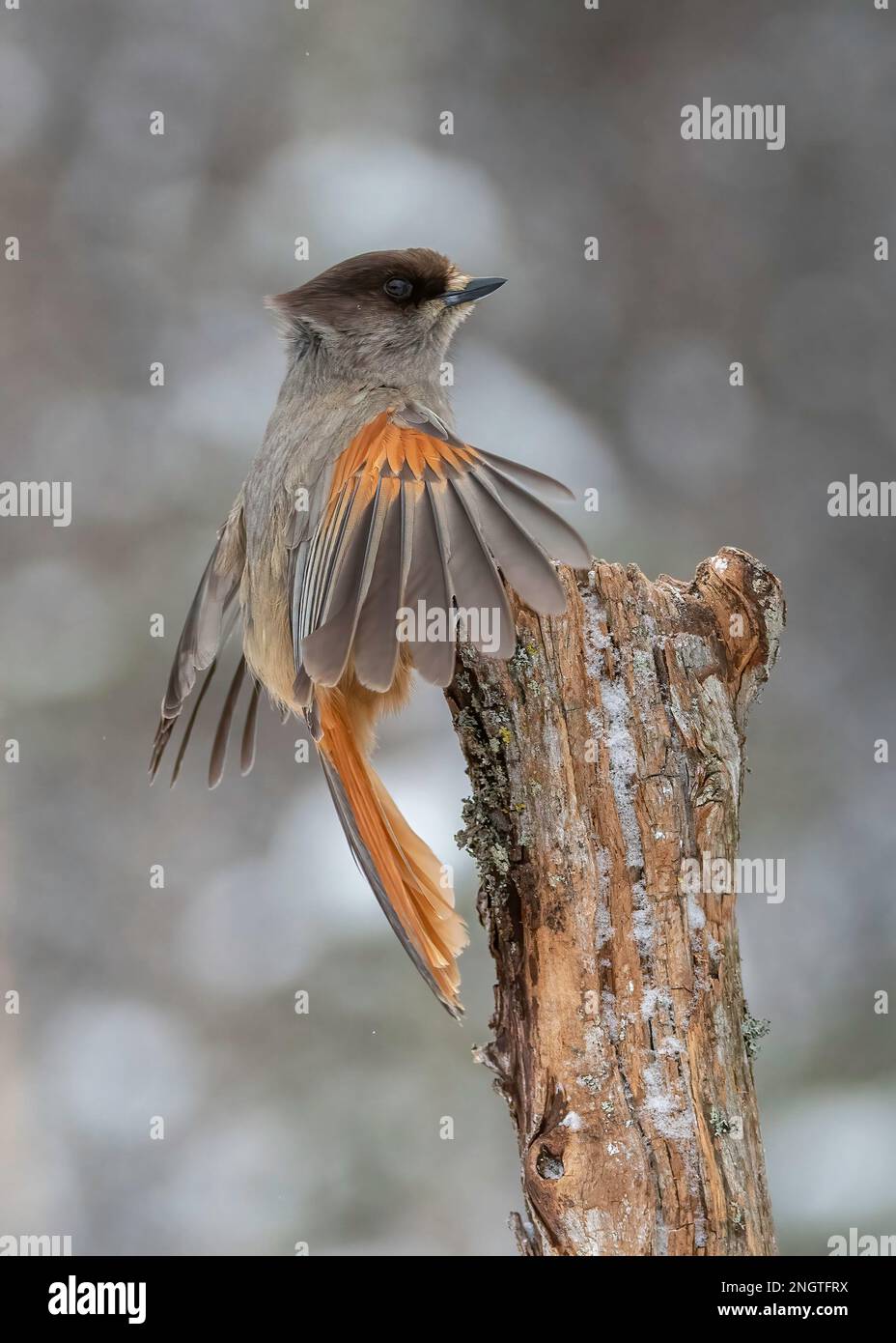 Jay Siberian (Perisoreus infaustus), im Winter im Schnee, Kaamanen, Finnland Stockfoto