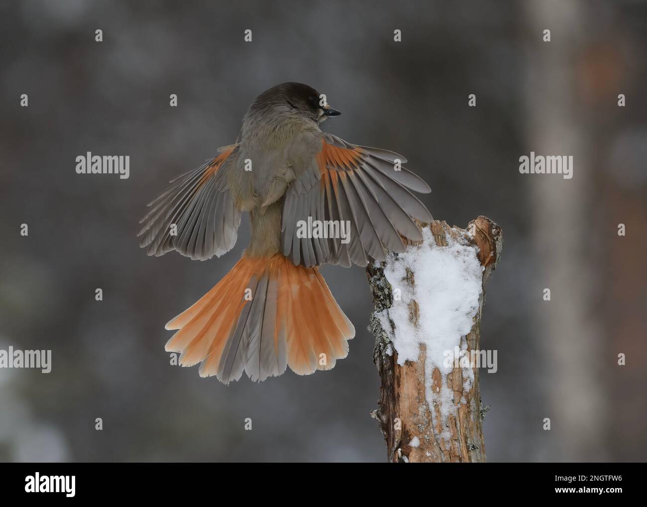 Jay Siberian (Perisoreus infaustus), im Winter im Schnee, Kaamanen, Finnland Stockfoto