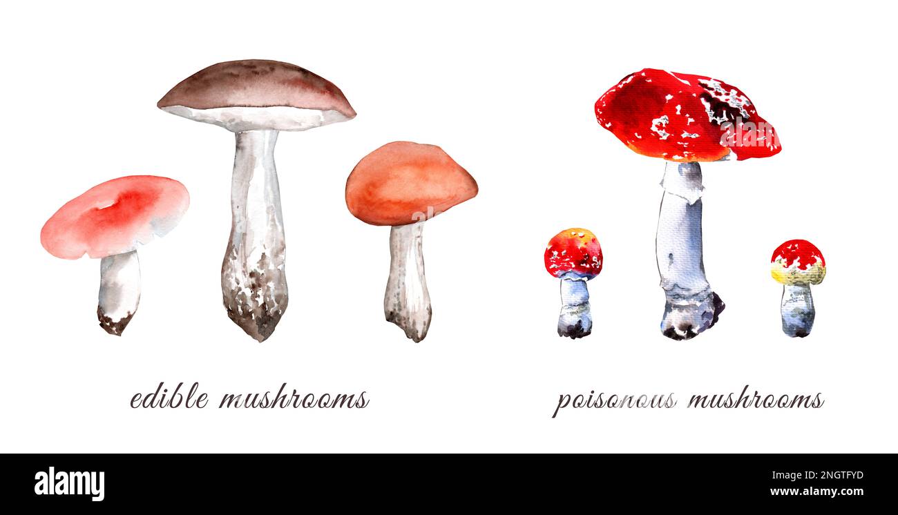 Poster essbare und ungenießbare Pilze. Aquarell, botanische Darstellung. Boletus, Boletus, Russula, Fliegenagar. Stockfoto