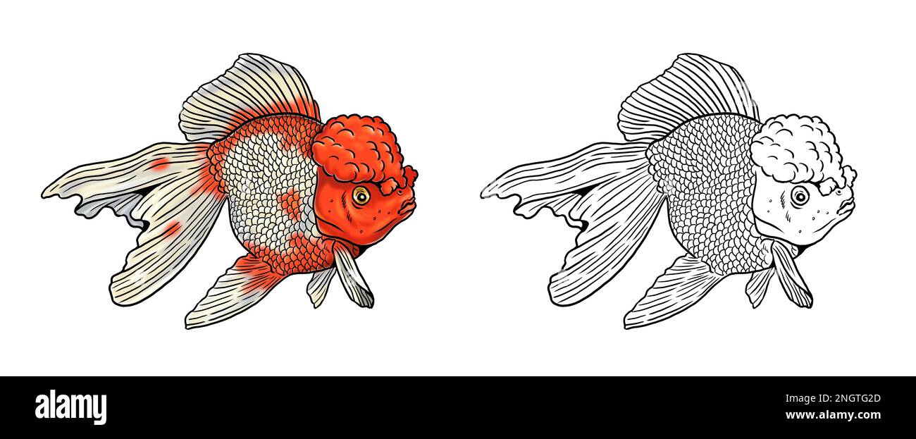 Aquarium mit Veiltail, Teleskop-Goldfisch und Löwenkopf-Goldfisch zum Färben. Bunte Fischvorlagen. Bild für Kinder und Erwachsene. Stockfoto