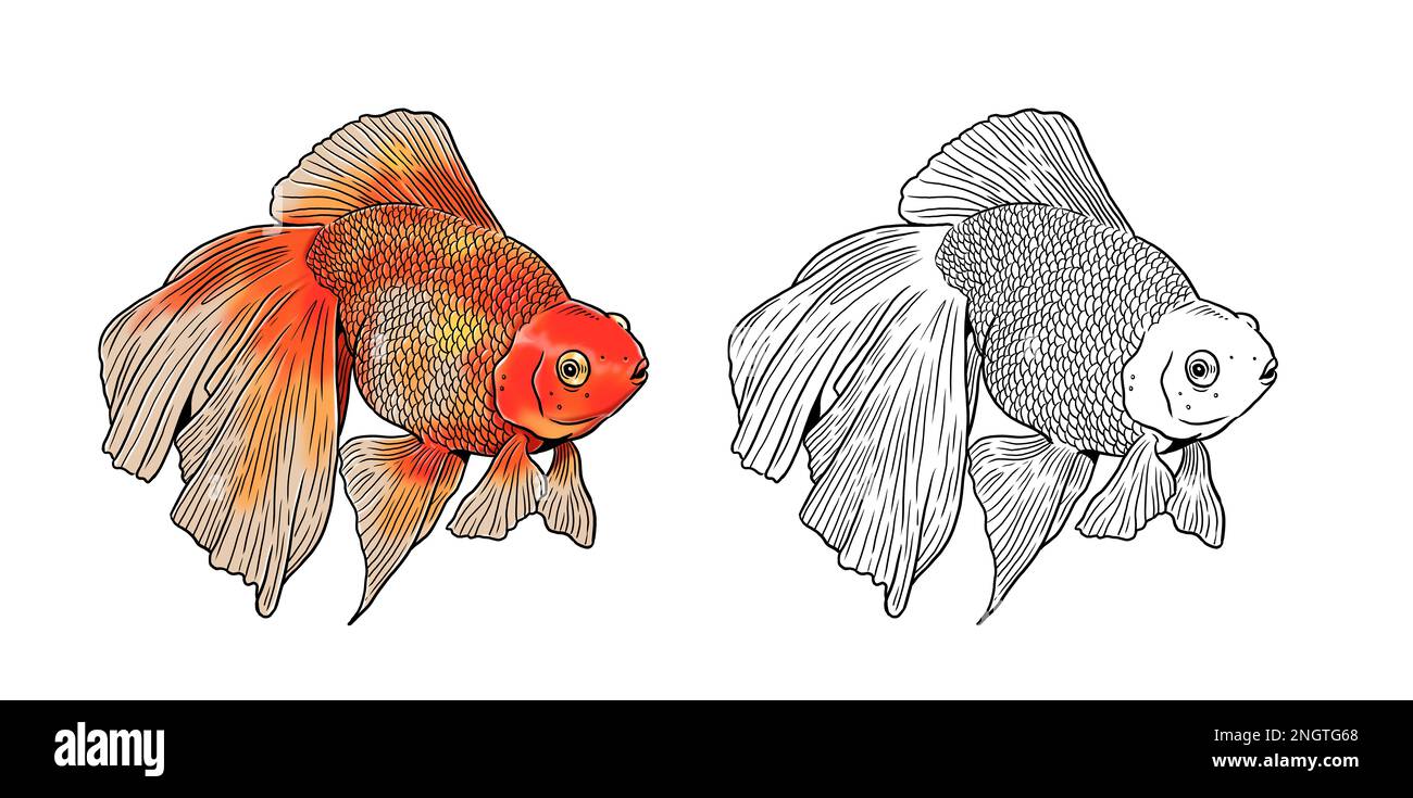 Aquarium mit Veiltail, Teleskop-Goldfisch und Löwenkopf-Goldfisch zum Färben. Bunte Fischvorlagen. Bild für Kinder und Erwachsene. Stockfoto