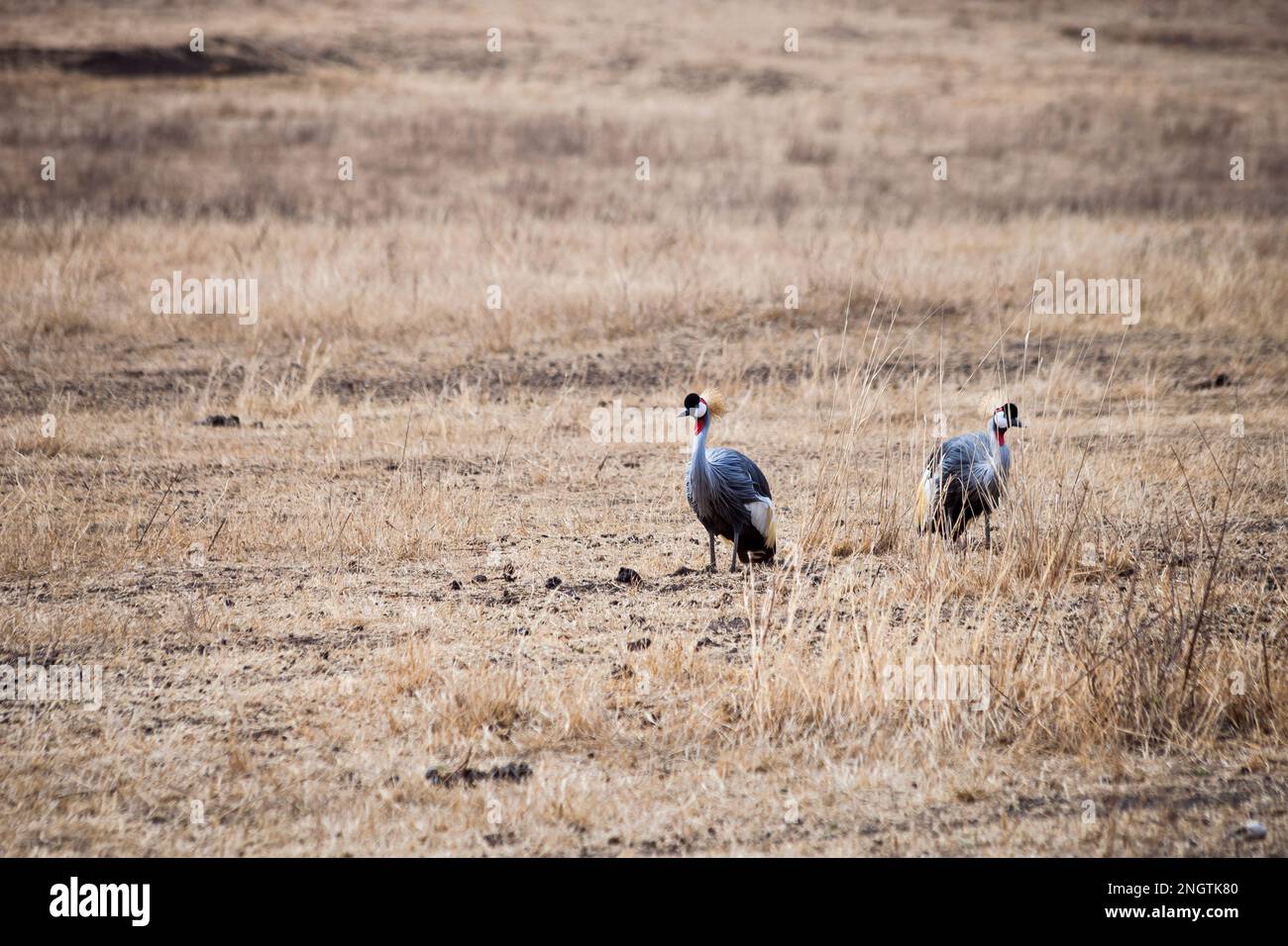 Vogelwelt, afrika, tansania, ngorongoro Stockfoto