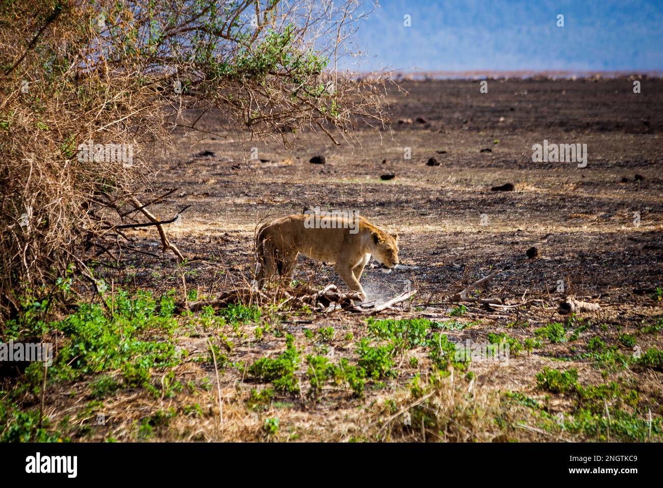 löwen gehen Wildtiere, afrika, tansania Stockfoto