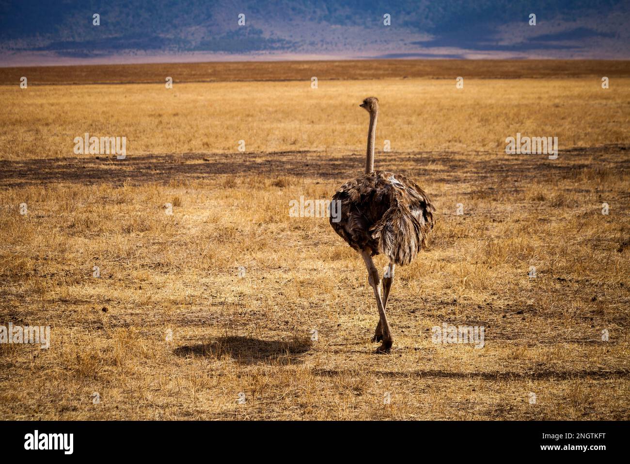 Einsamer Strauß, der Wildtiere verließ, afrika, tansania Stockfoto