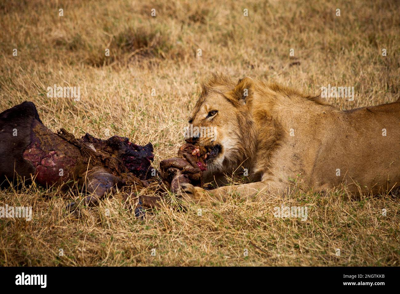 löwen fressen Wildtiere, afrika, tansania, Stockfoto