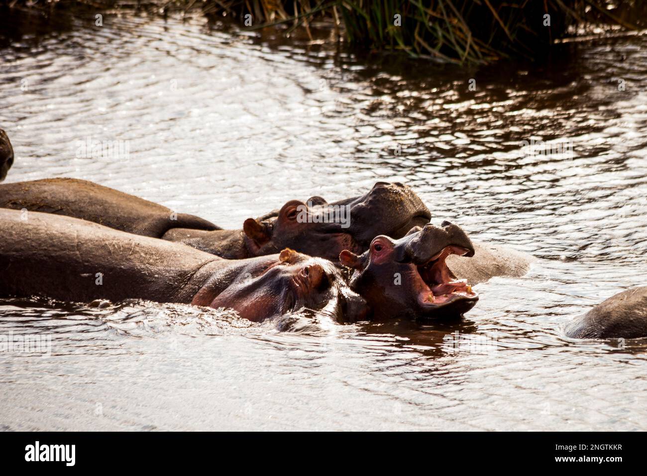 Flusspferde in Wassertieren, afrika, tansania, ngorongoro-Krater Stockfoto