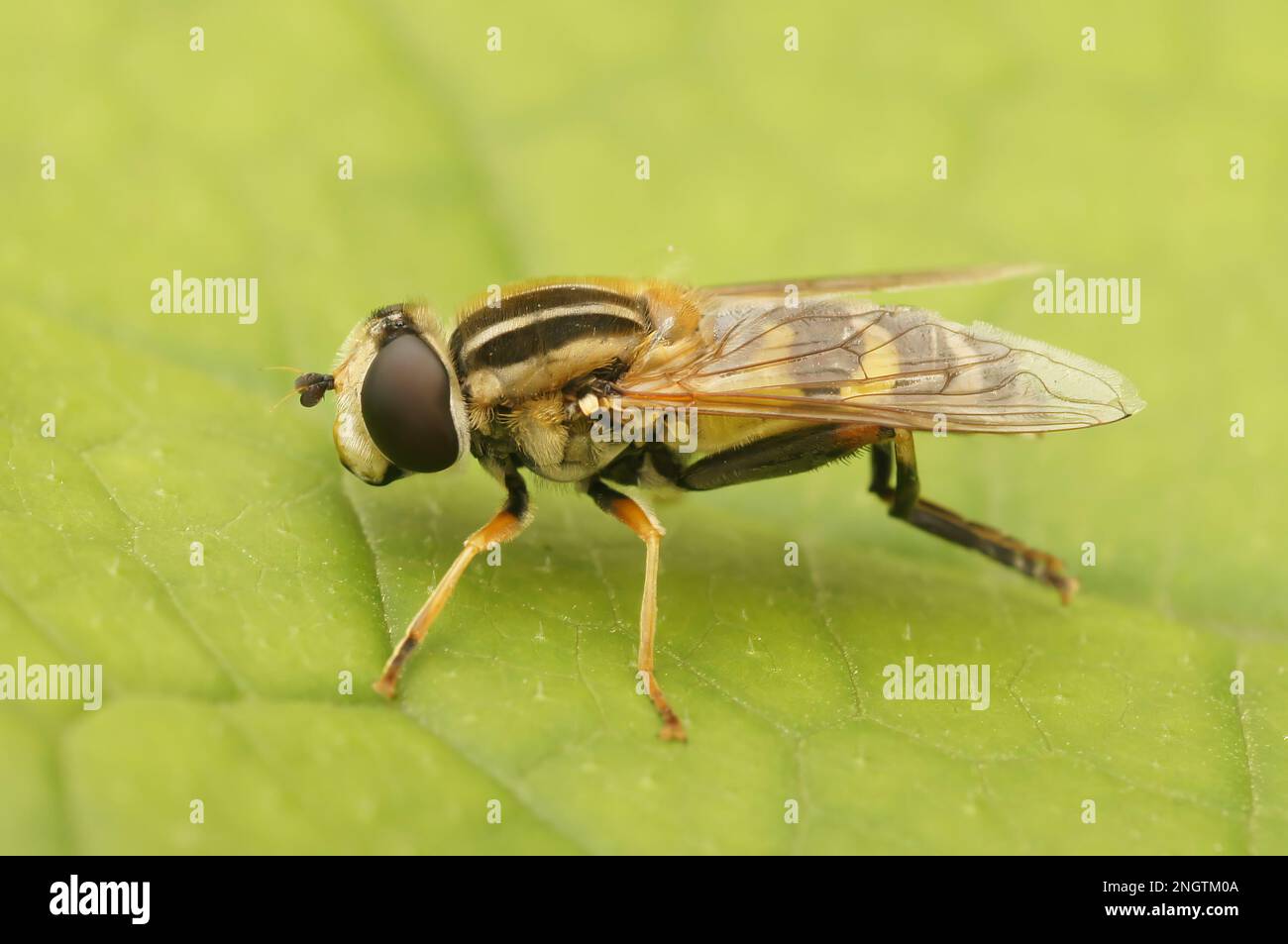 Detaillierte laterale Nahaufnahme des großen Tigerfliegens Helophilus trivittatus auf einem grünen Blatt im Garten Stockfoto