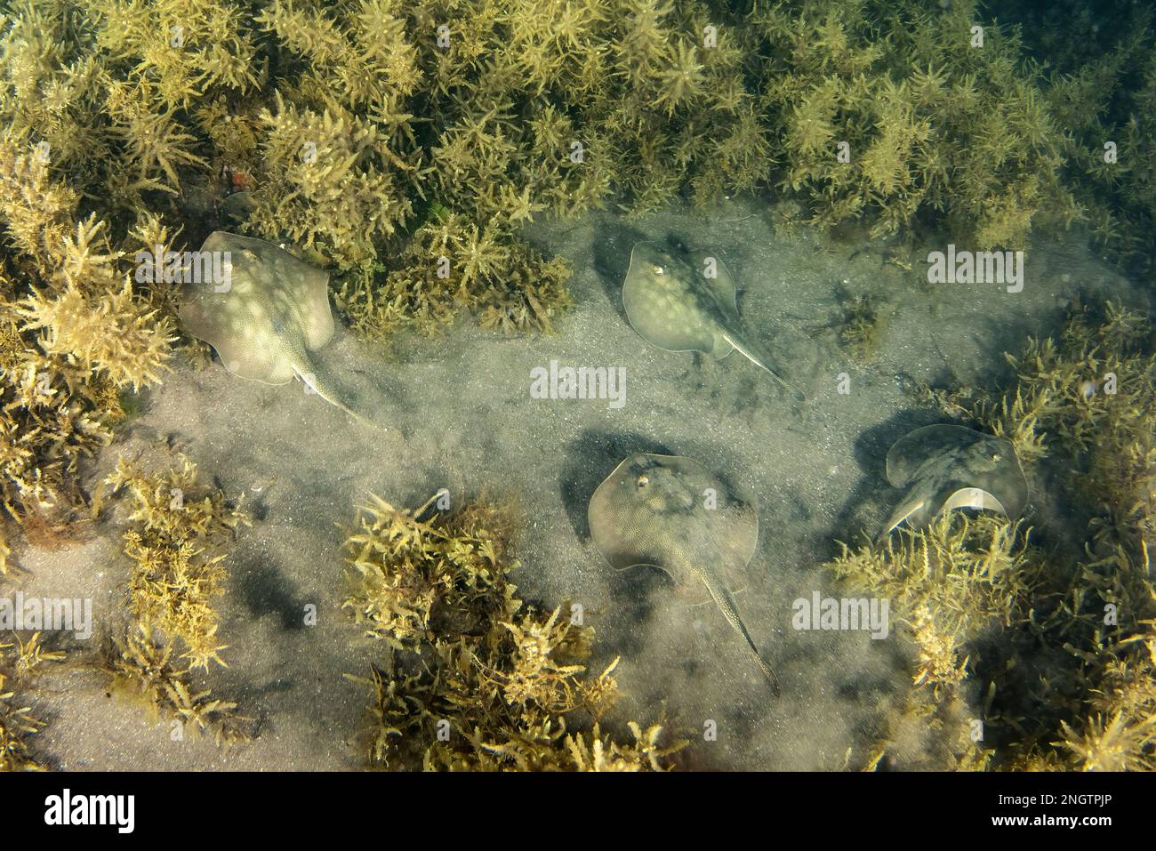 Viele Stachelrochen im Sand unter Wasser im Meer von Cortez, Mexiko Stockfoto