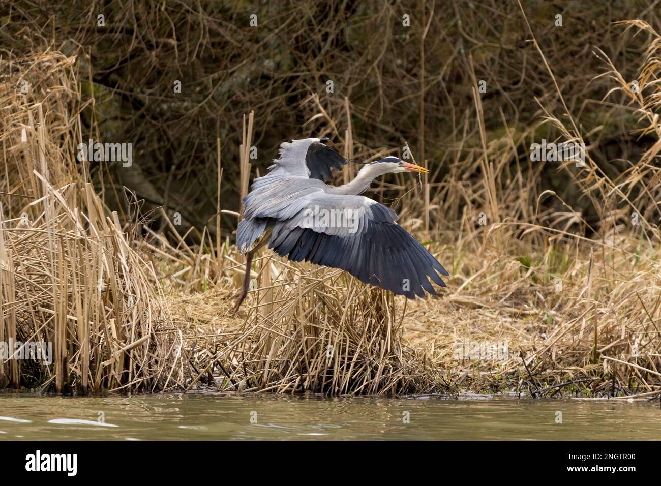 Heron Grey Ardea cinerea, großer blaugrauer Watvogel im Flug langer gelber Dolch wie Bill Black Flugfedern langer Hals und Beine schwarzes Wappen Stockfoto