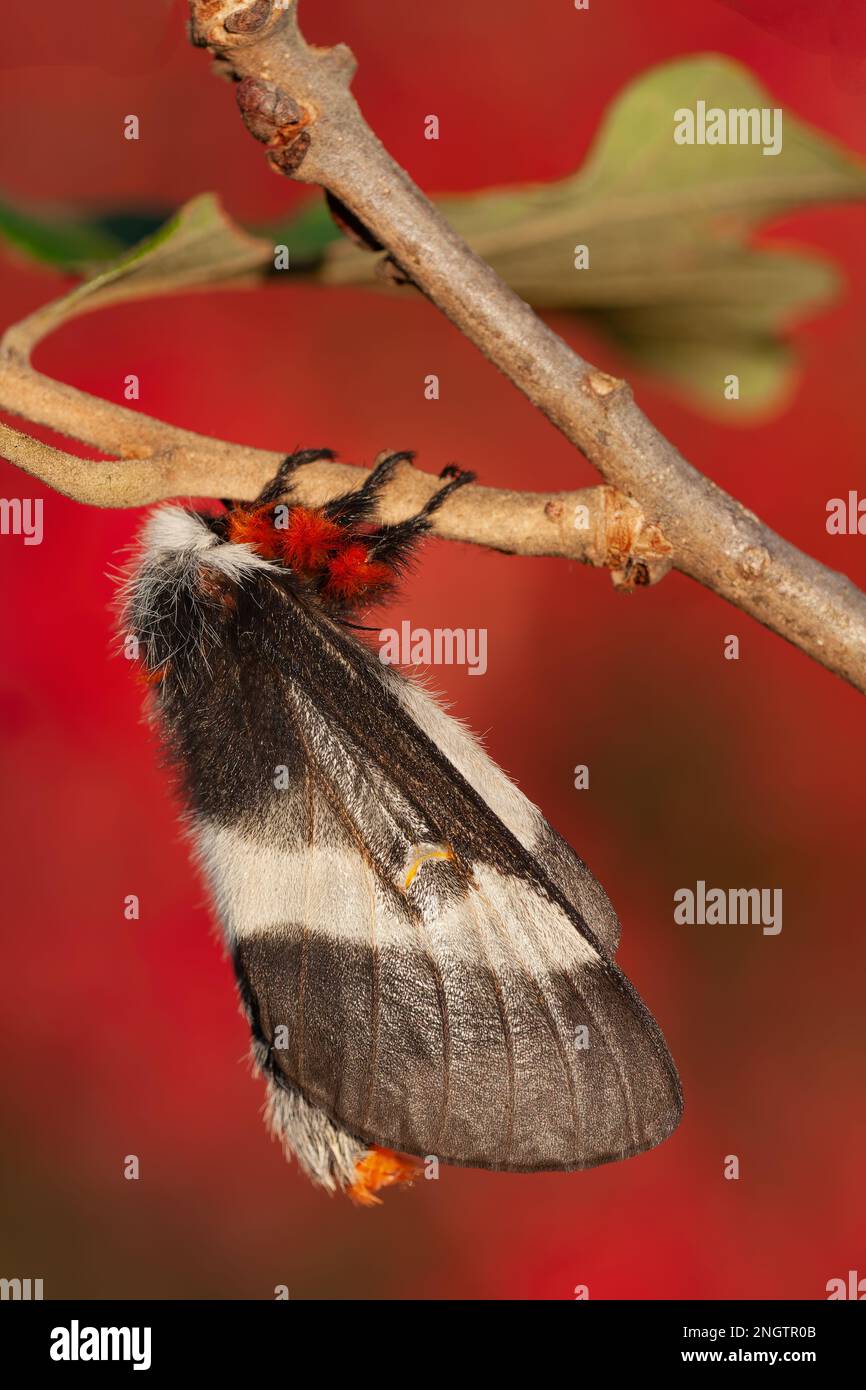 Barrens Buck Moth (Hemileuca maia) Weiblich auf Eiche Post (Quercus stellata) mit dramatischen Herbstfarben von Winged Sumac (Rhus copallinum) alias Shining Suma Stockfoto