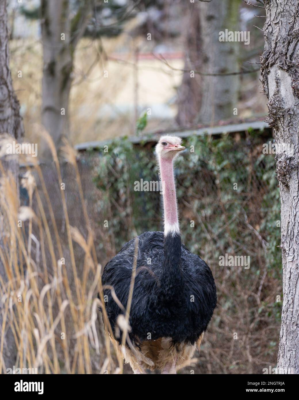 Nordafrikanischer Strauß, Rothalsstrauß oder Berberstrauß (Struthio camelus camelus) im Zoo Schönbrunn Stockfoto