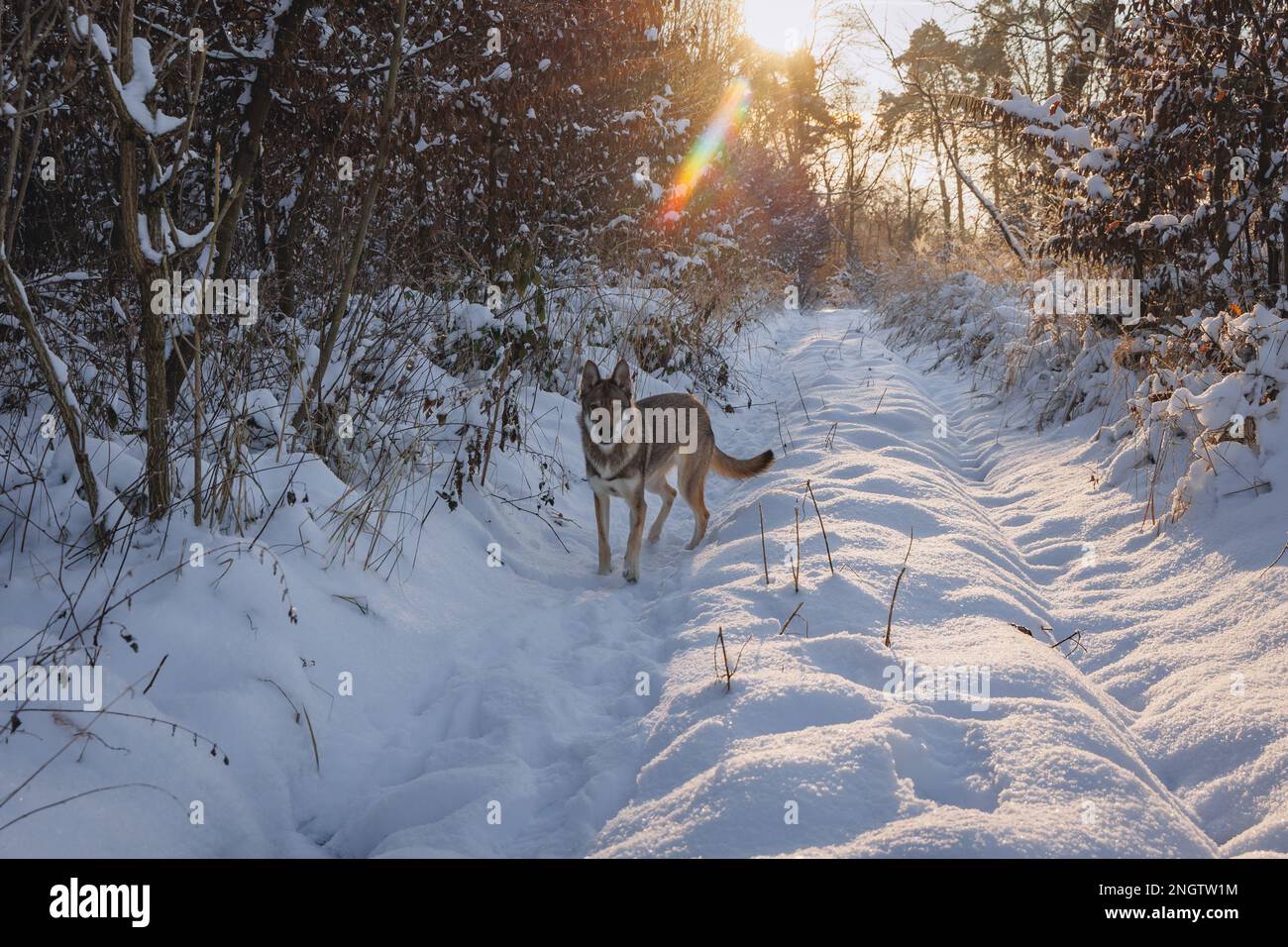 Tamaskanhund bei Winterspaziergängen im Wald Stockfoto
