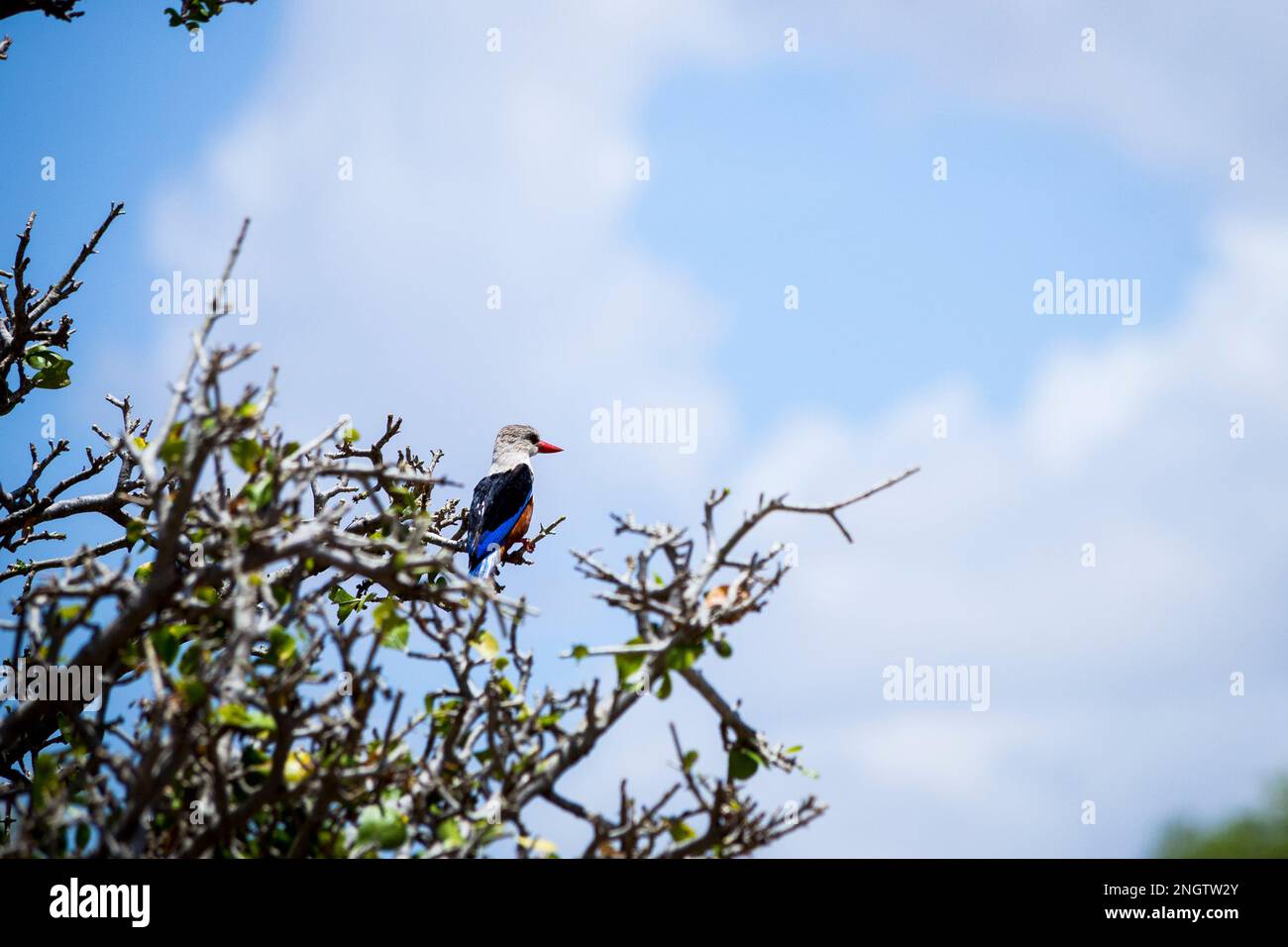 Vogel sitzt auf Bäumen, Wildtiere in afrika, tansania Stockfoto