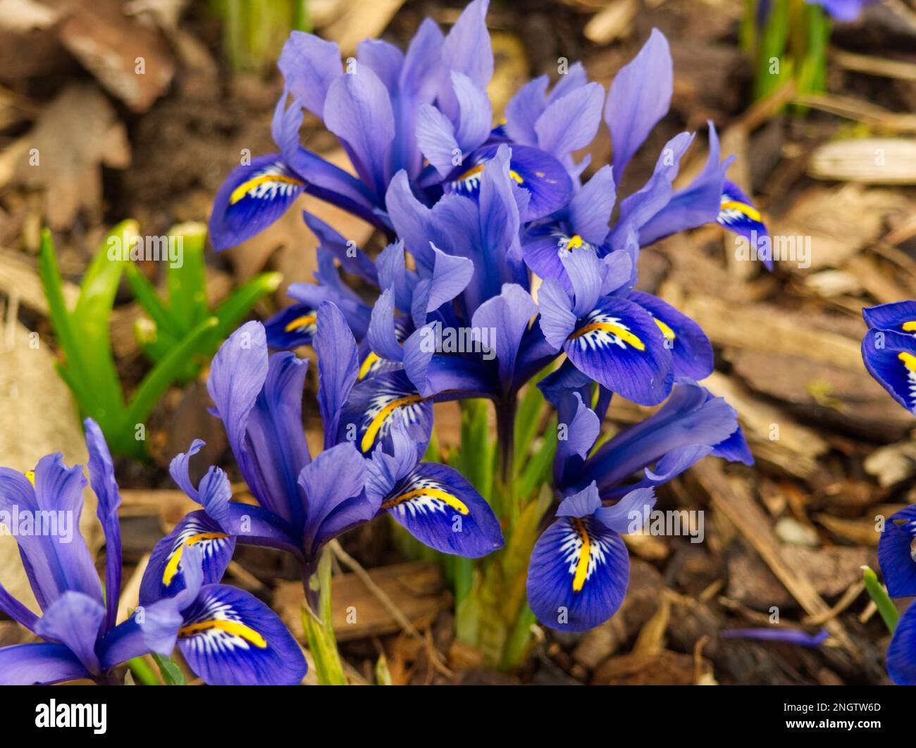 Nahaufnahme der Gruppe von Iris reticulata „Harmony“ Stockfoto