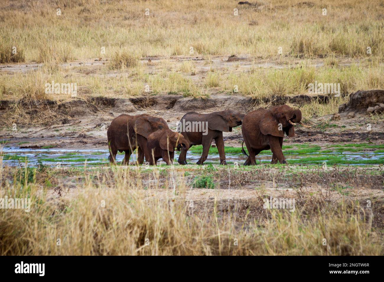 Elefantenherde, afrika, tansania Stockfoto