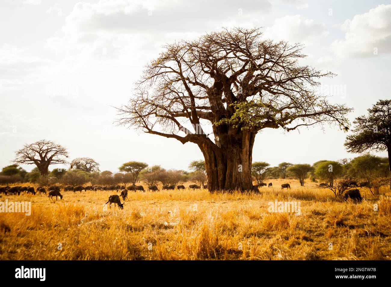 Baume Aus Afrika