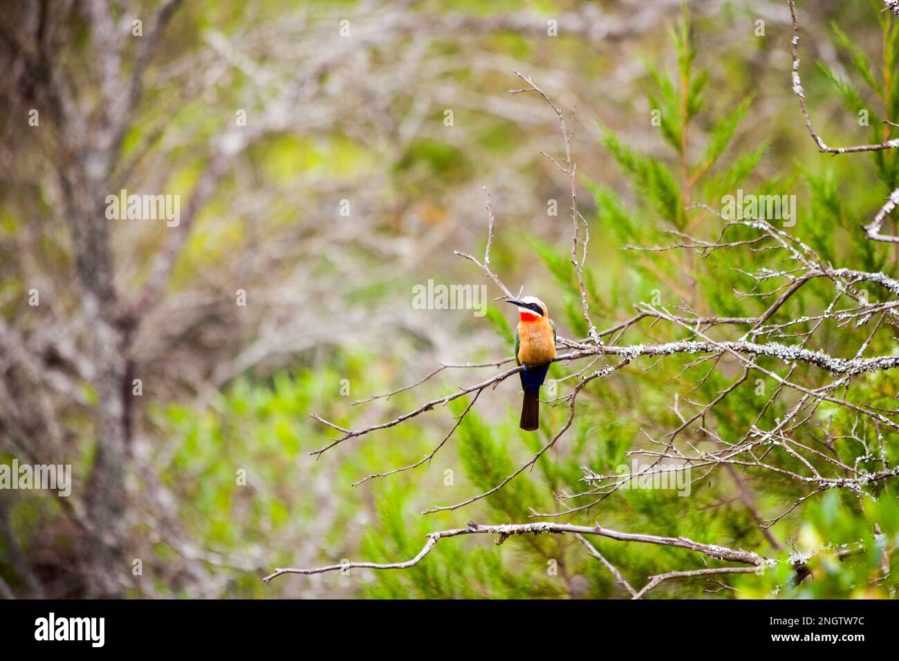 Vogel sitzt auf Bäumen, Wildtiere in afrika, tansania Stockfoto