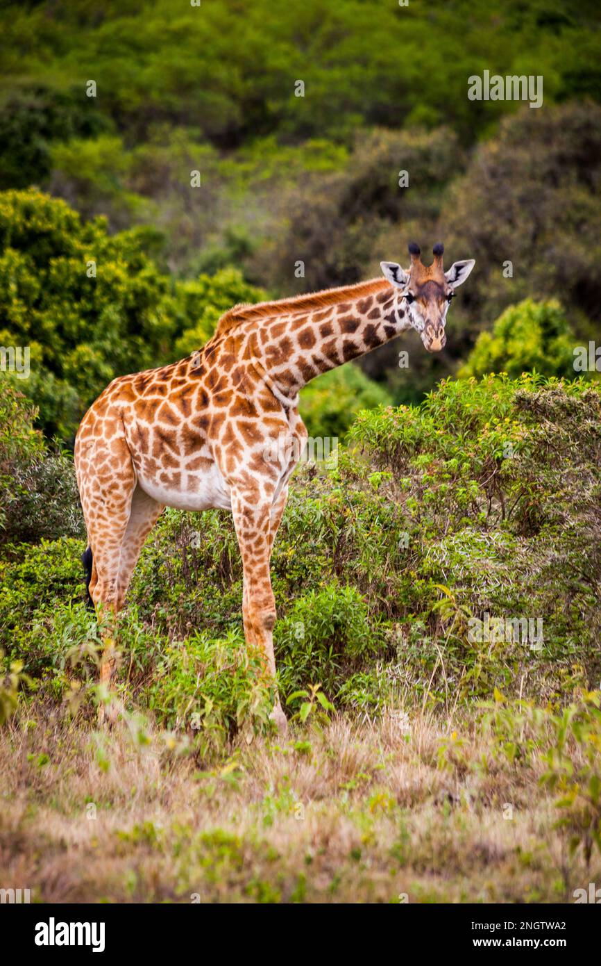 Einsame Giraffen, afrika, tansania, Mustertiere Stockfoto