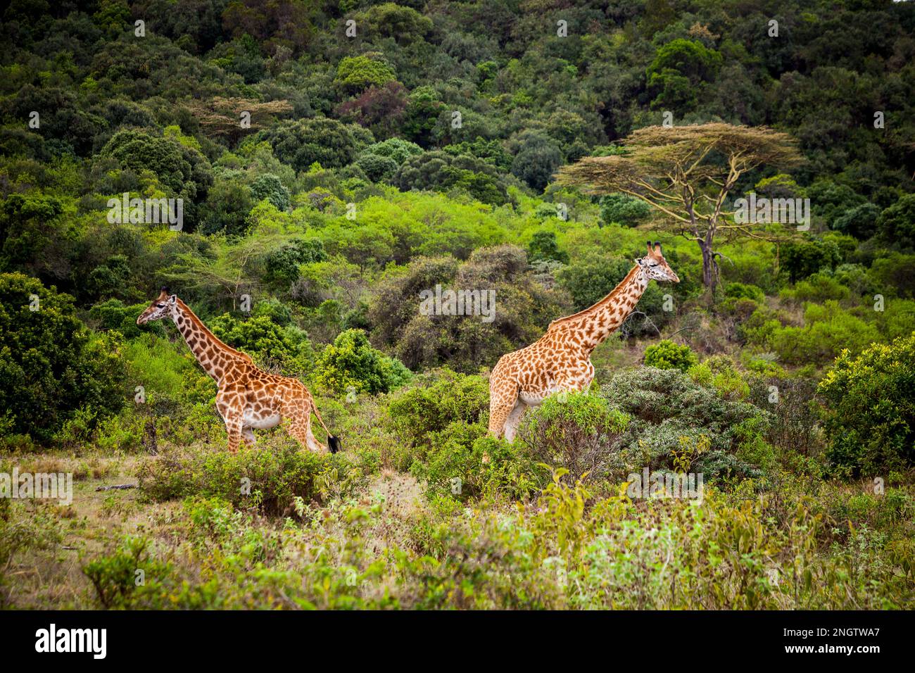 Zwei Giraffen, afrika, tansania, Mustertiere Stockfoto