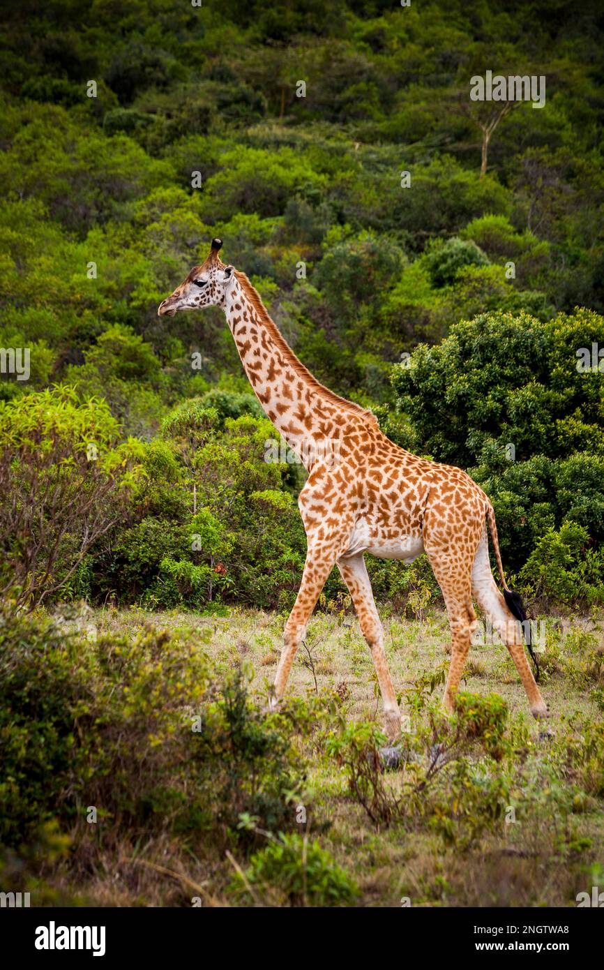 Einsame Giraffen, afrika, tansania, Mustertiere Stockfoto