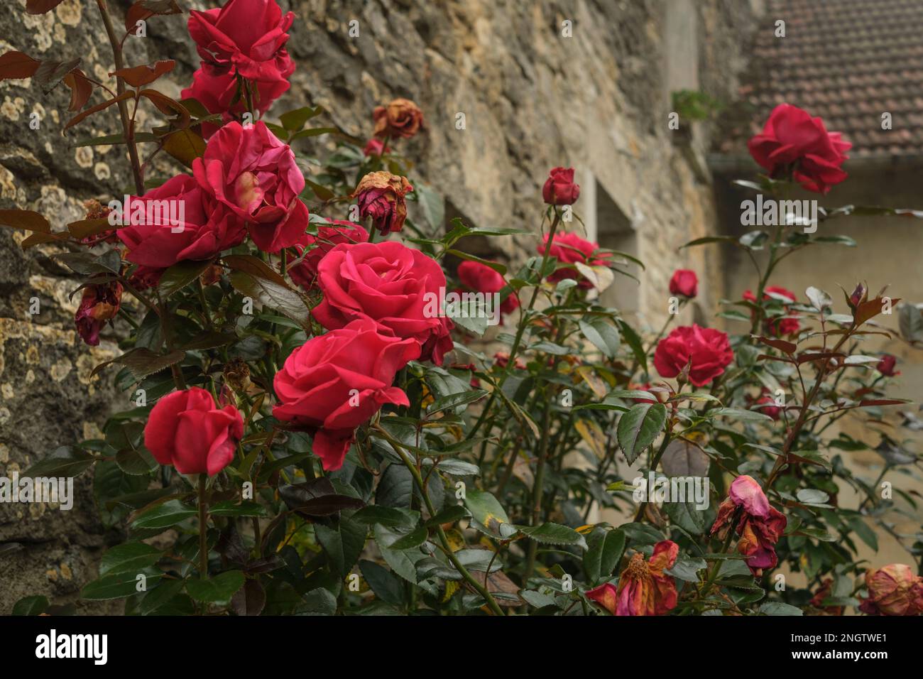 Herbstrote Rosen an der Wand eines alten Wohnhauses in Frankreich Stockfoto
