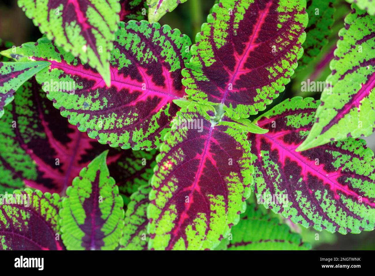 Wunderschöne Muster und bunte Blätter von Coleus- oder Painted Nettle- oder Flame Nettle-Arten im Hintergrund Stockfoto