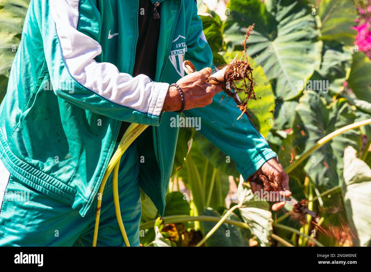 Man arbeitet auf dem Feld der Taro-Pflanze - Colocasia esculenta in Sotira Stadt, Famagusta Bezirk in Zypern Inselland Stockfoto