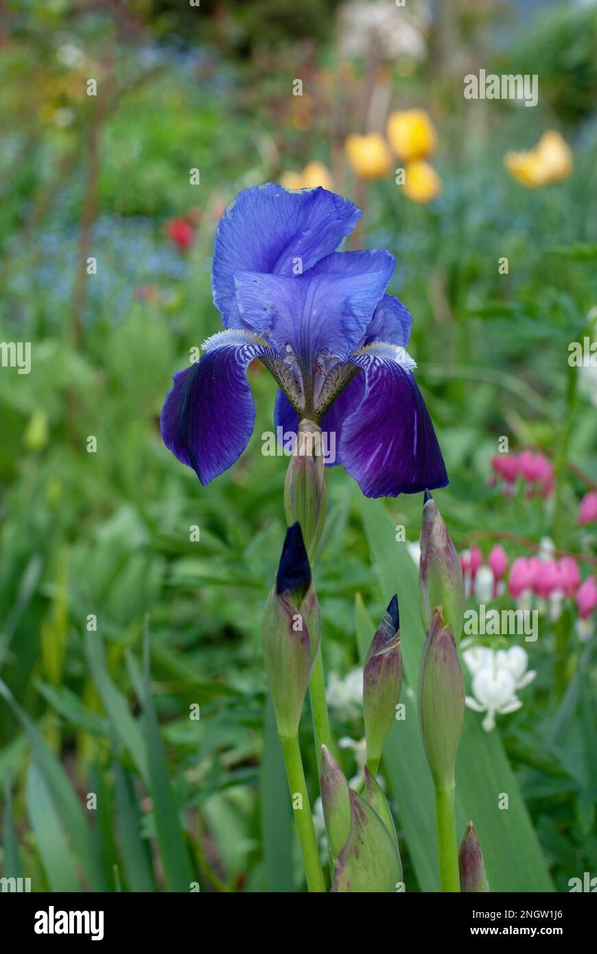 Pflanze in einem bauerngarten Fotos und Bildmaterial in hoher