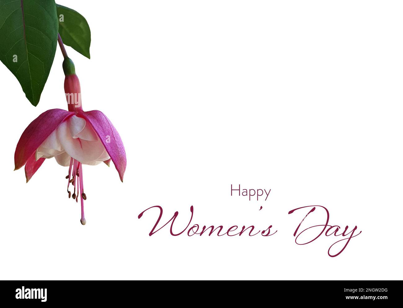 „Happy Womens Day“-Karte mit einzelner Fuchsienblume isoliert auf weißem Hintergrund Stockfoto