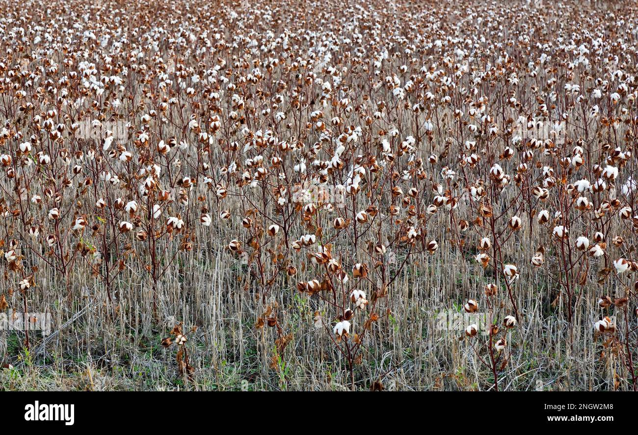 Baumwollfeld, Erntegutausfall aufgrund von Regenmangel, Wellington, Kansas. Gossypium hirsutum. Stockfoto