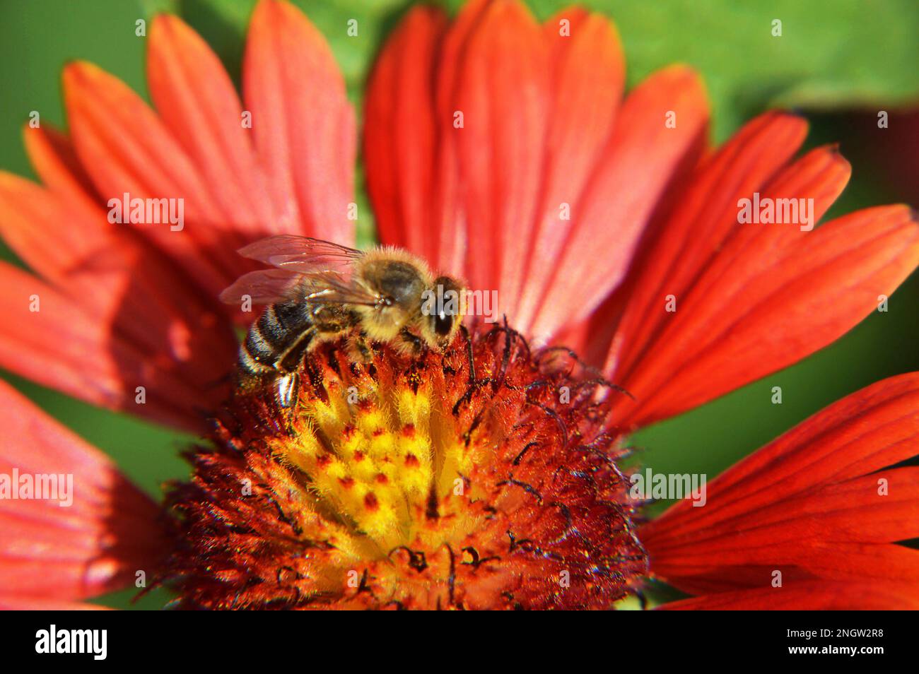 Makrobild der Biene auf der Blume im Sommergarten. Naturkonzept. Stockfoto