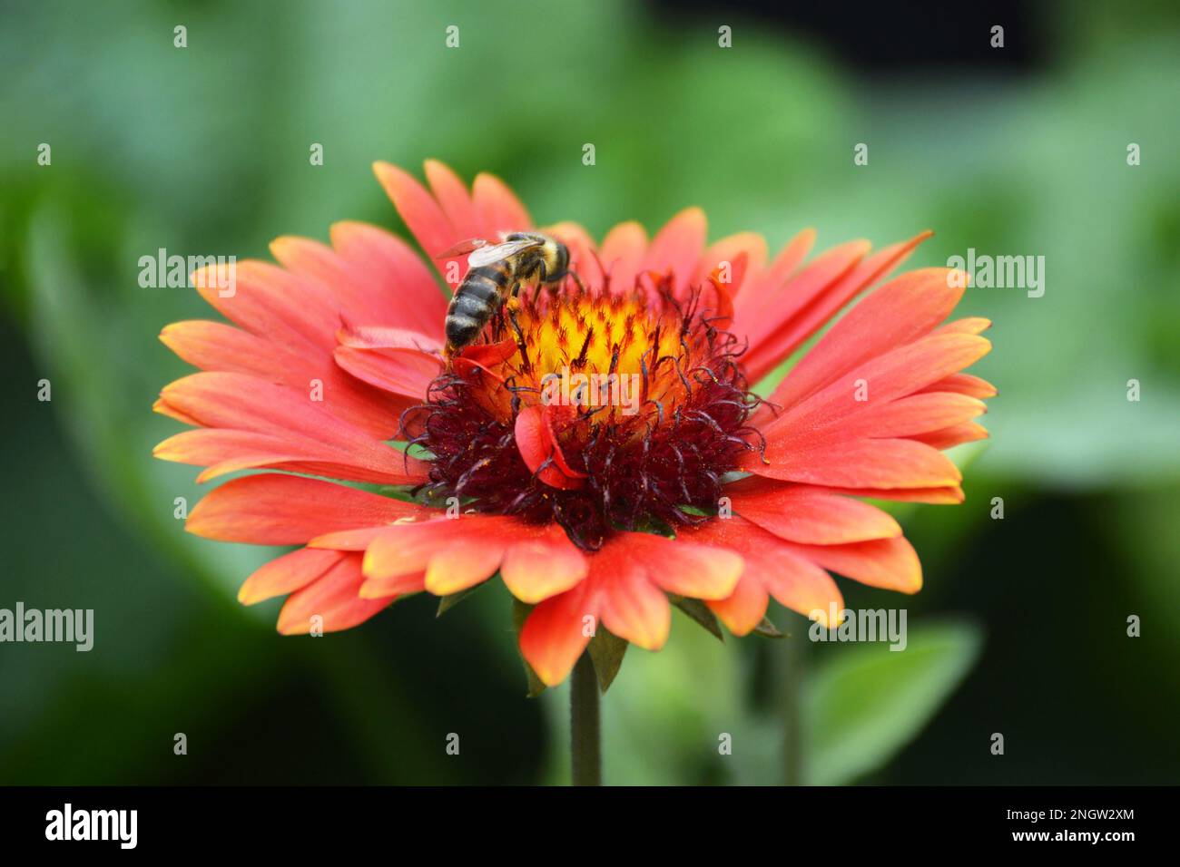 Biene auf der Blume im Sommergarten. Naturkonzept. Stockfoto