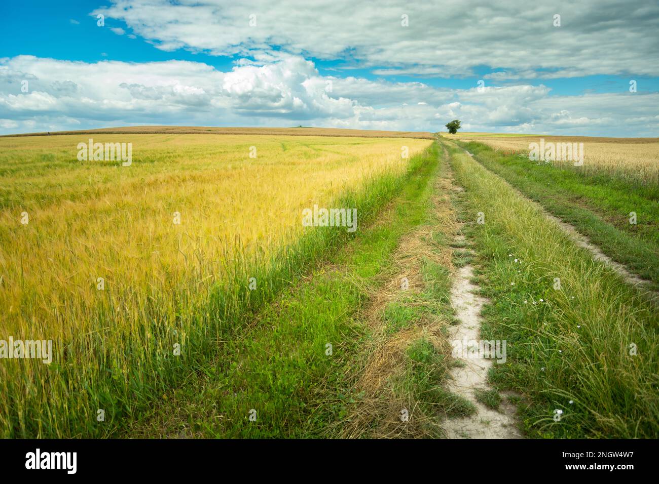 Landstraße durch ein Gerstenfeld, Sommerblick in Ostpolen Stockfoto