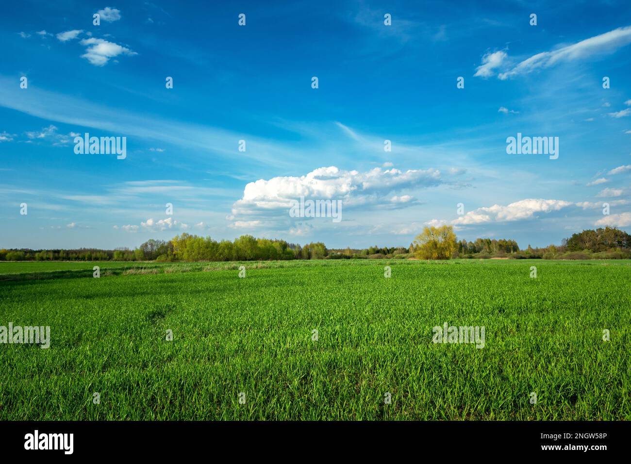 Frühlingsgrünes Feld und Wolken am blauen Himmel, Nowiny, Polen Stockfoto