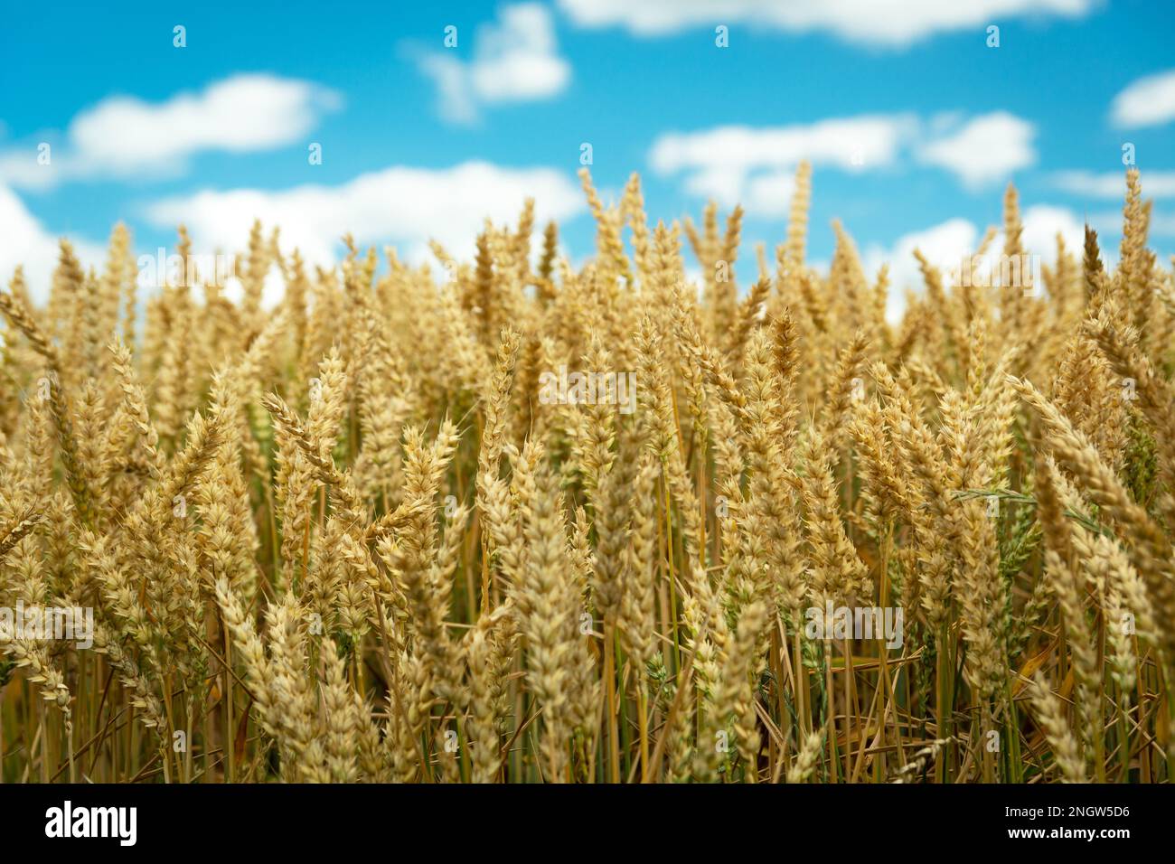 Weizenohren und weiße Wolken am Himmel, Sommerblick Stockfoto