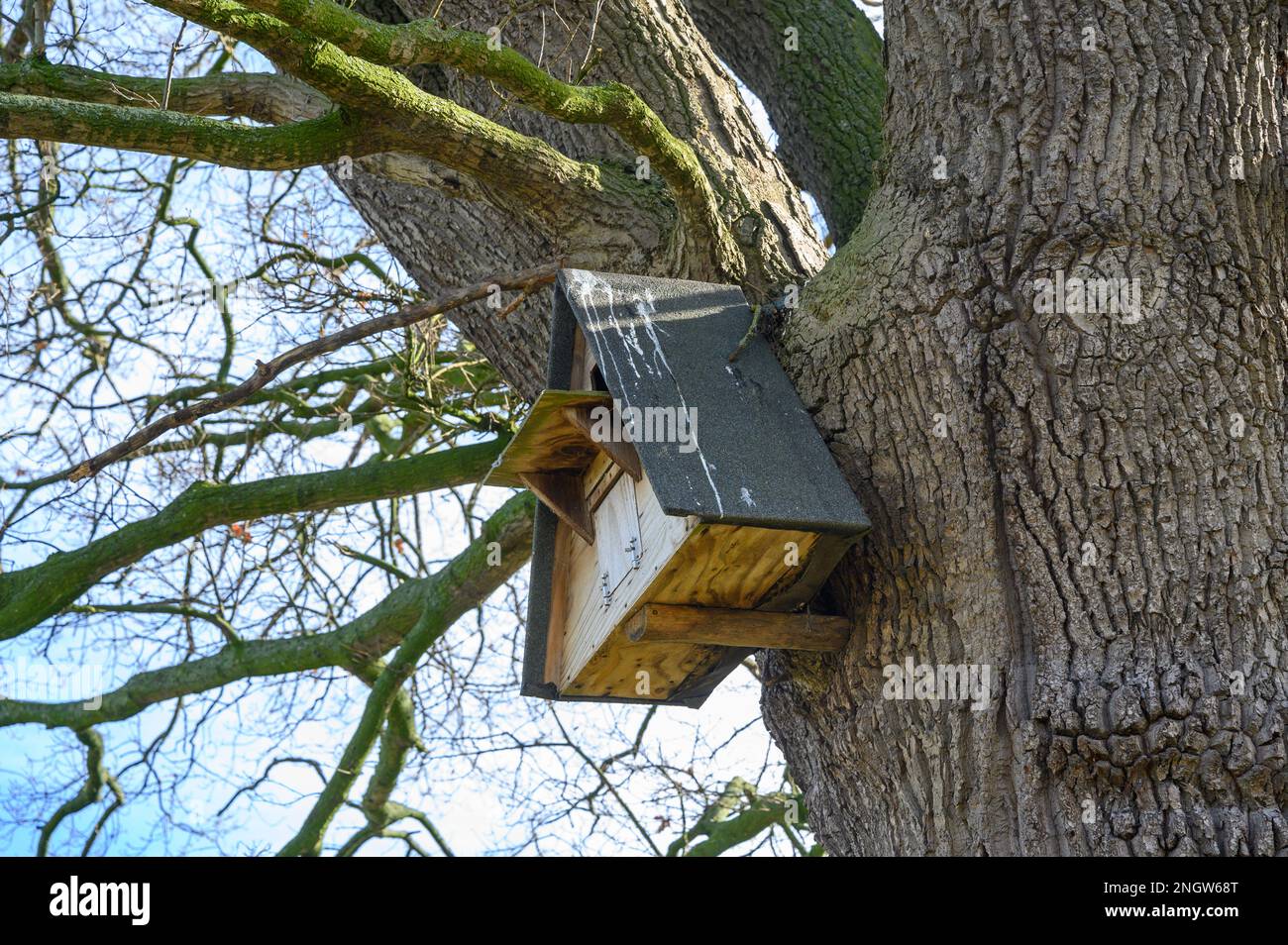 Ich schaue auf eine Eulennestkiste, die an einem großen Baum auf dem Land befestigt ist. Stockfoto