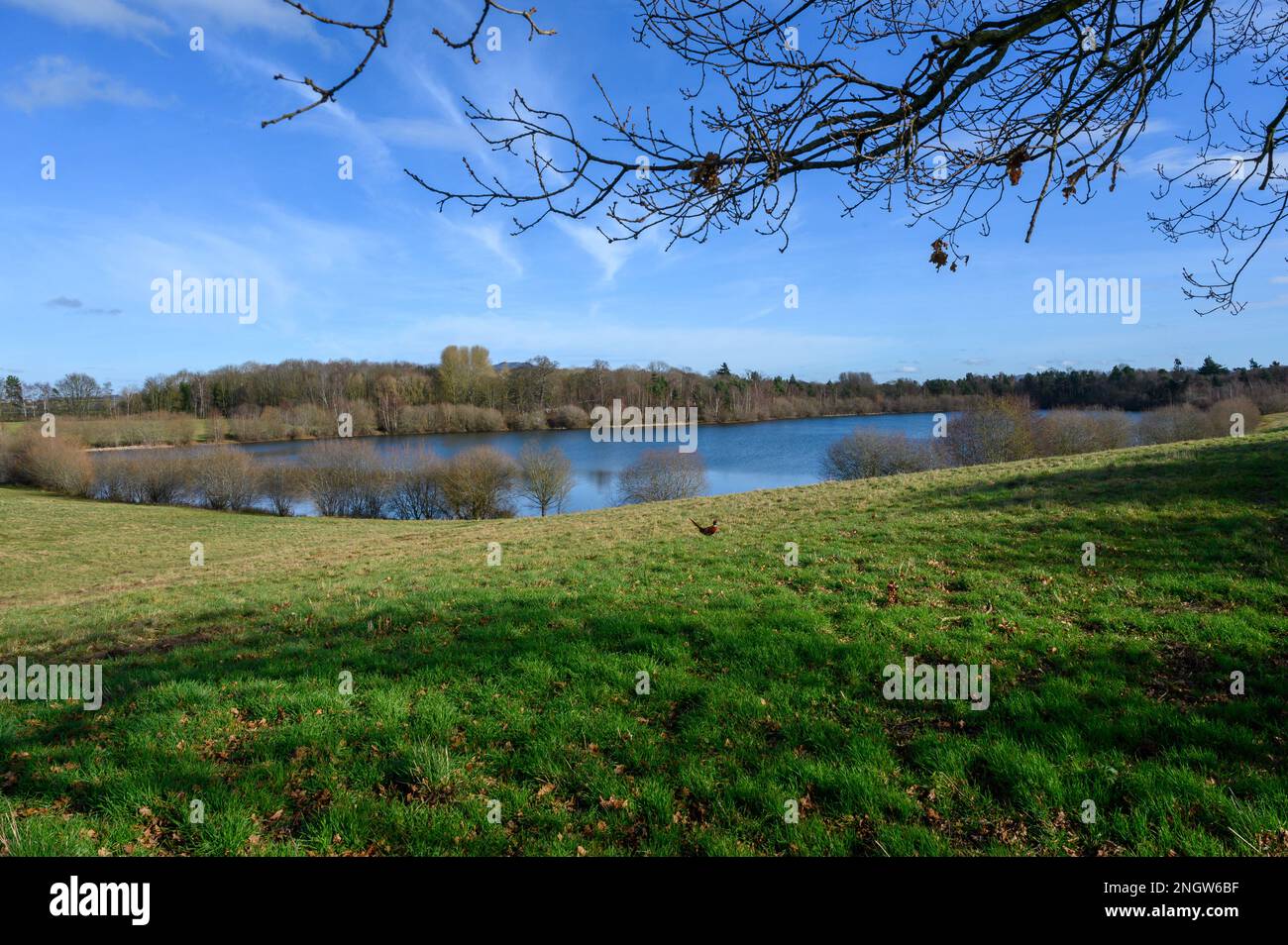 Blick auf einen See oder einen großen Pool, umgeben von Bäumen in ländlicher Umgebung unter blauem Himmel. Stockfoto