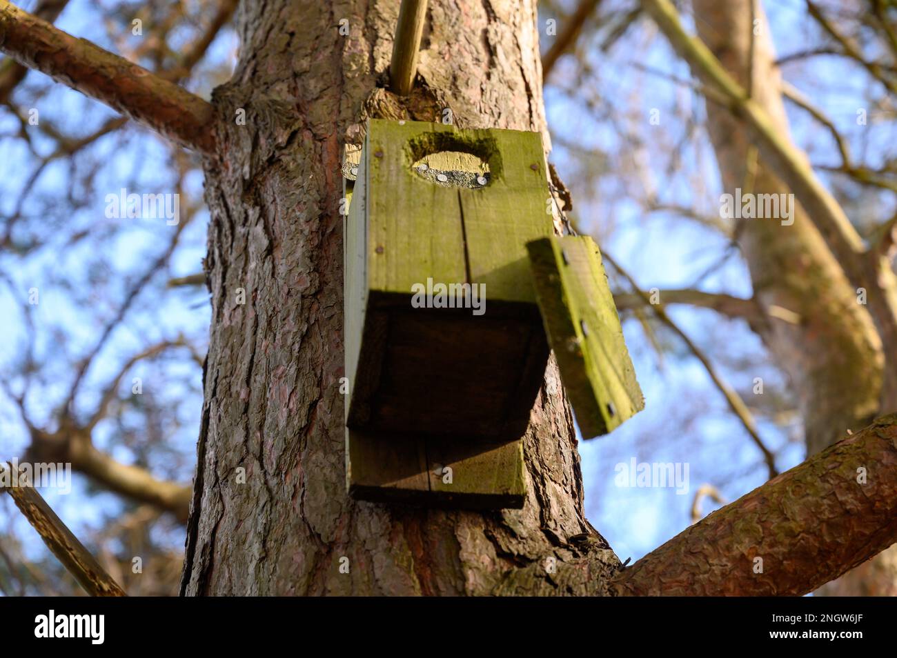 Beschädigtes und altes Holz, nächste Kiste hoch auf einem Baum. Stockfoto