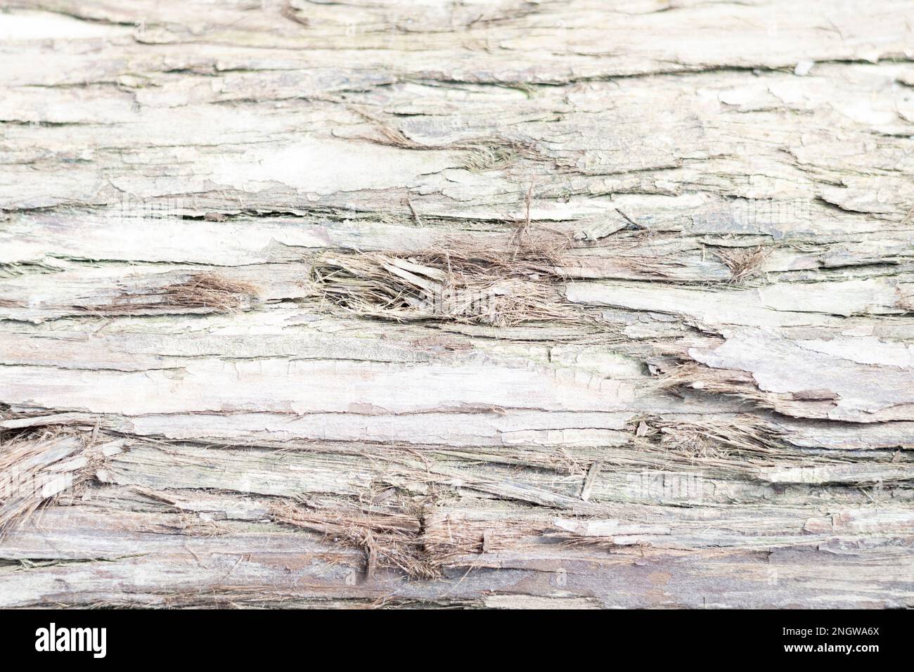 Holztextur für raue Scheunenbretter Stockfoto