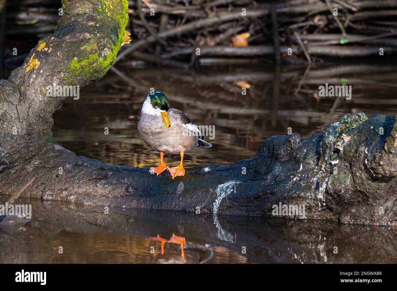 Eine Ente sitzt auf einem Stück Treibholz und predigt sich selbst. Stockfoto