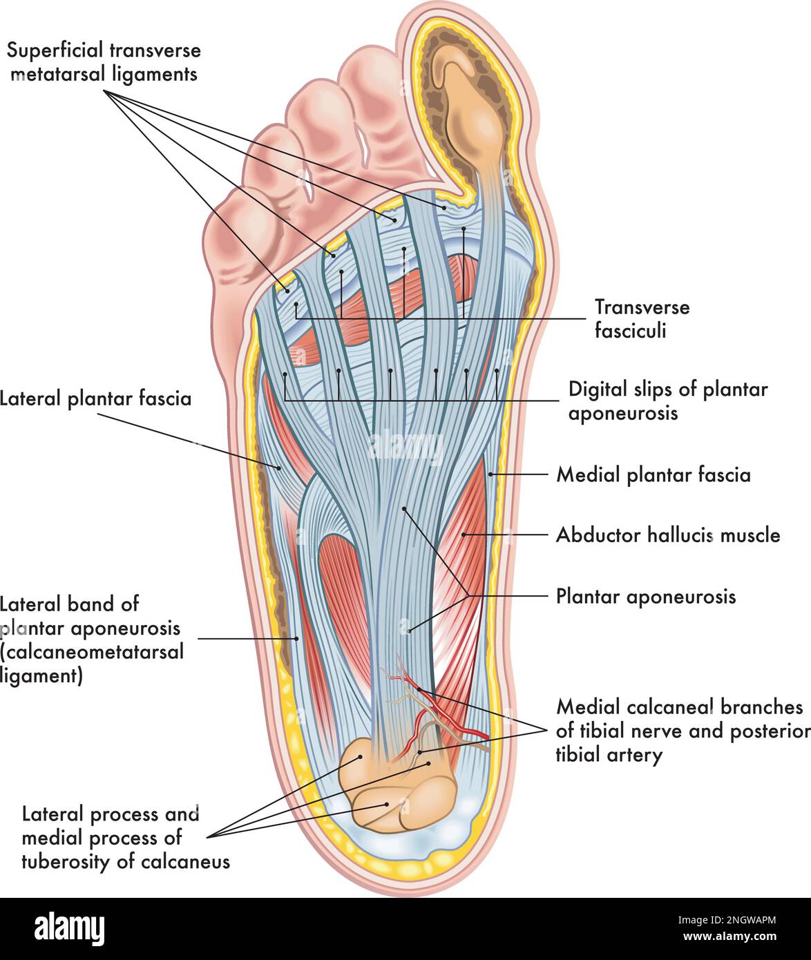 Darstellung der Fußanatomie mit Anmerkungen. Stock Vektor