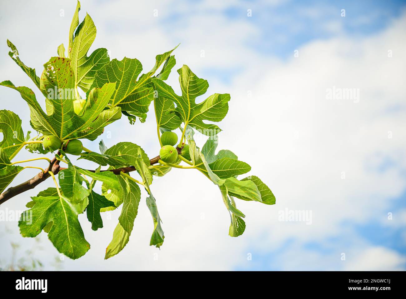 Nahaufnahme von Feigenfrüchten auf einem Feigenbaumzweig vor dem sonnigen blauen Himmel im Sommer. Stockfoto