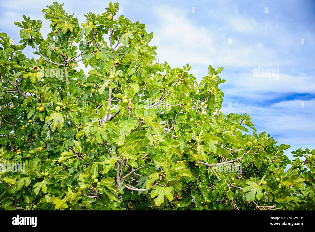 Reife Feigenfrüchte auf einem Feigenbaum vor dem sonnigen blauen Himmel. Stockfoto