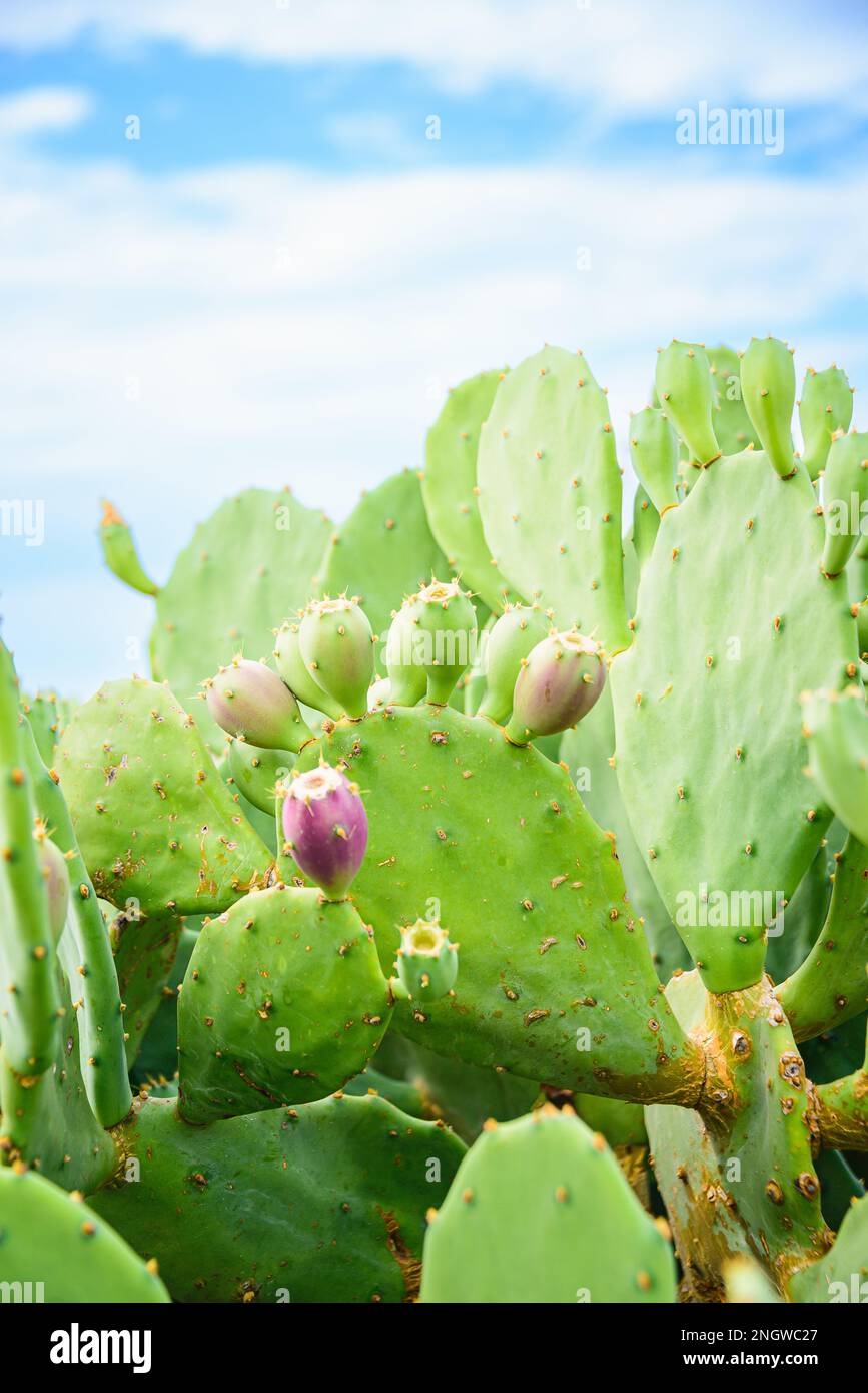 Stachelbirnen-Kaktus oder indische Feigen-opuntia mit lila roten Früchten auf blauem Himmelshintergrund. Stockfoto