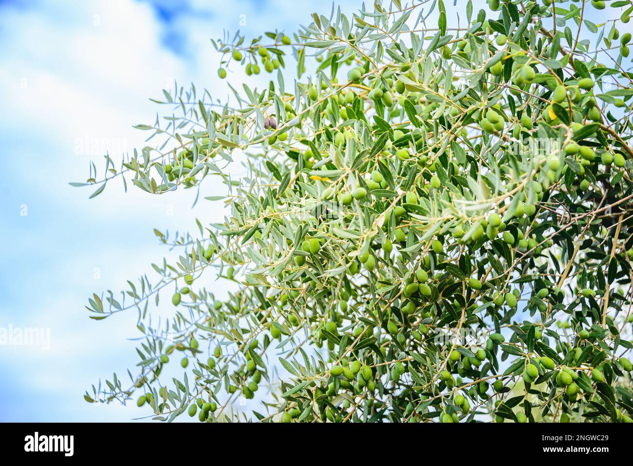 Nahaufnahme von Oliven-T-Ästen mit reifen Oliven vor dem sonnigen blauen Sommerhimmel. Stockfoto